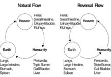 Underlying Theories of Acupuncture Treatment (16) Human bodies represent the Universe and nature