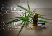 What is CBD? The facts and guidelines