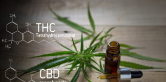 What is CBD? The facts and guidelines