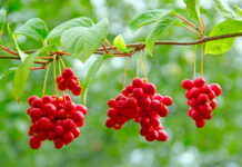 Schisandra Could Be Recommended to Middle-Aged Group for Treatment and Restorative Purpose