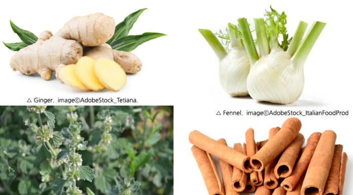 American Herbal Medicine ③ Increasing Body Temperature and Enhancing Immune System Threesome; Ginger, Cinnamon, and Fennel