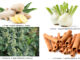American Herbal Medicine ③ Increasing Body Temperature and Enhancing Immune System Threesome; Ginger, Cinnamon, and Fennel