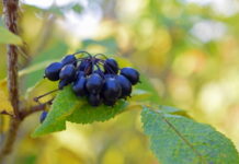 American Herbal Medicine ⑥ Eleuthero, The Best Herbal Supplement To Reduce Stress and Inflammation