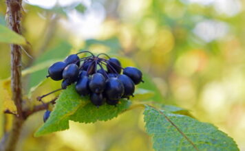American Herbal Medicine ⑥ Eleuthero, The Best Herbal Supplement To Reduce Stress and Inflammation
