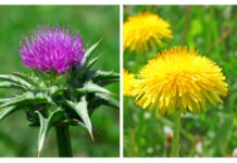 American Herbal Medicine ⑦ Dandelion and Milk thistle Combination Helps Restoring Liver Function △Milk thistle (left) and dandelion are commonly used together to enhance healthier liver function. imageⓒ shutterstock_Andrejs83, tinnko