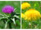 American Herbal Medicine ⑦ Dandelion and Milk thistle Combination Helps Restoring Liver Function △Milk thistle (left) and dandelion are commonly used together to enhance healthier liver function. imageⓒ shutterstock_Andrejs83, tinnko