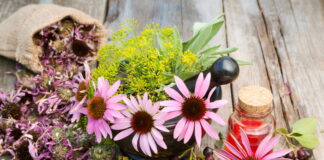 American Herbal Medicine ⑧ Echinacea Has Benefits To Reduce Inframation and Pains