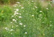 Mang Xiao Increases the Volume to Stimulate Gut Movement