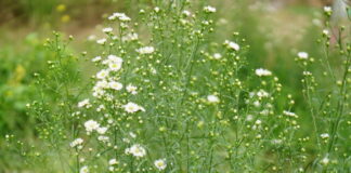 Mang Xiao Increases the Volume to Stimulate Gut Movement