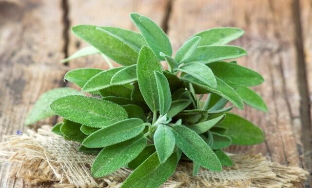 American Herbal Medicine ⑨ Sage Fume Could Kill Bacteria In The Air And Suppressing Propagation.