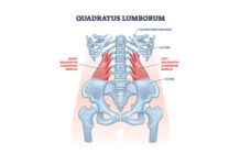 How To Treat a Lopsided Body With Low Back Pain △Suppose a patient can perform a side-lying quadratus lumborum stretch. In that case, it adds another layer of relief along with acupuncture treatments. imageⓒshutterstock_VectorMine