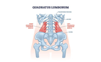 How To Treat a Lopsided Body With Low Back Pain △Suppose a patient can perform a side-lying quadratus lumborum stretch. In that case, it adds another layer of relief along with acupuncture treatments. imageⓒshutterstock_VectorMine