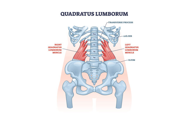 How To Treat a Lopsided Body With Low Back Pain △Suppose a patient can perform a side-lying quadratus lumborum stretch. In that case, it adds another layer of relief along with acupuncture treatments. imageⓒshutterstock_VectorMine