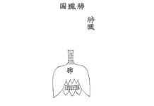 DONGUIBOGAM; Internal Bodily Elements-17. Lungs 肺臟 폐 picture of the lungs 폐장도