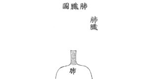 DONGUIBOGAM; Internal Bodily Elements-17. Lungs 肺臟 폐 picture of the lungs 폐장도
