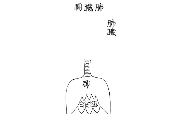DONGUIBOGAM; Internal Bodily Elements-17. Lungs 肺臟 폐 picture of the lungs 폐장도