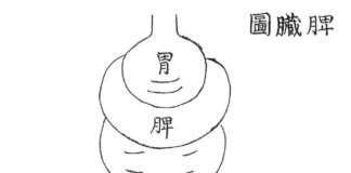 DONGUIBOGAM; Internal Bodily Elements 19. Spleen 脾臟 비