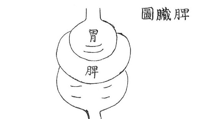 DONGUIBOGAM; Internal Bodily Elements 19. Spleen 脾臟 비