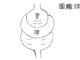 DONGUIBOGAM; Internal Bodily Elements 19. Spleen 脾臟 비