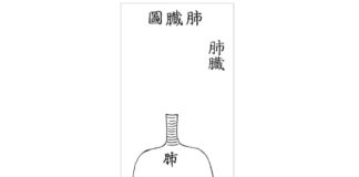 DONGUIBOGAM; Internal Bodily Elements 20. Lungs 肺臟 폐