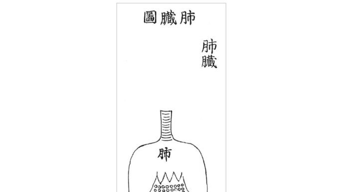 DONGUIBOGAM; Internal Bodily Elements 20. Lungs 肺臟 폐
