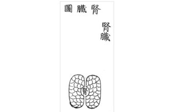 DONGUIBOGAM; Internal Bodily Elements 21. Kidneys-Symptoms of Kidney Disease