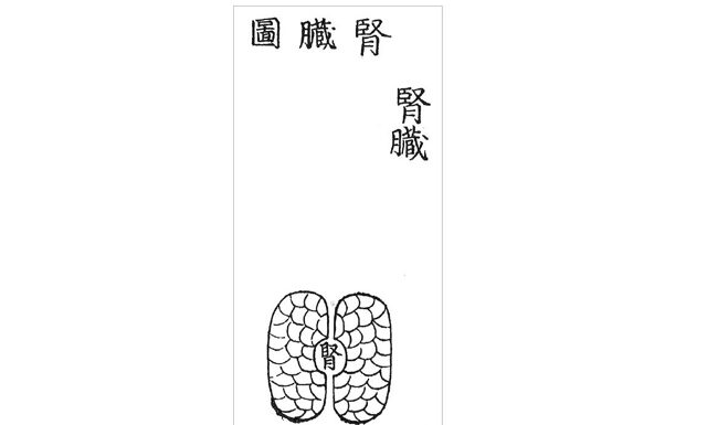DONGUIBOGAM; Internal Bodily Elements 21. Kidneys-Symptoms of Kidney Disease
