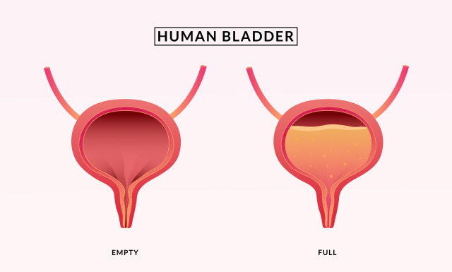 DONGUIBOGAM; Internal Bodily Elements 34. Urine 小便 소변